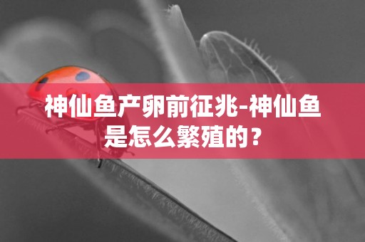 神仙鱼产卵前征兆-神仙鱼是怎么繁殖的？