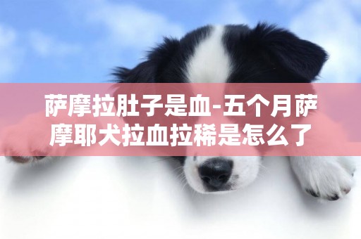 萨摩拉肚子是血-五个月萨摩耶犬拉血拉稀是怎么了