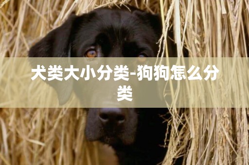 犬类大小分类-狗狗怎么分类