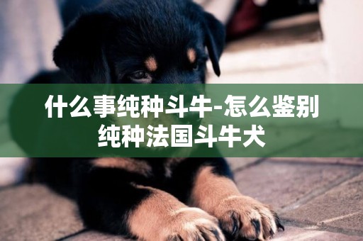 什么事纯种斗牛-怎么鉴别纯种法国斗牛犬