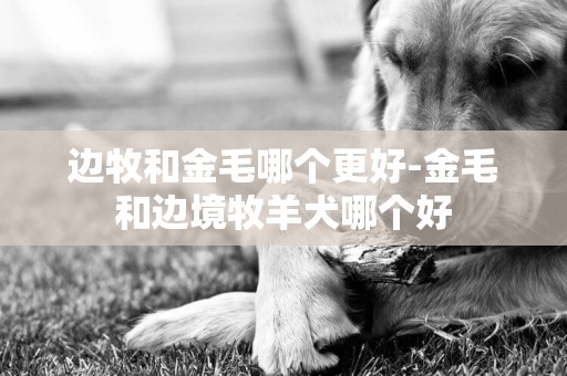 边牧和金毛哪个更好-金毛和边境牧羊犬哪个好