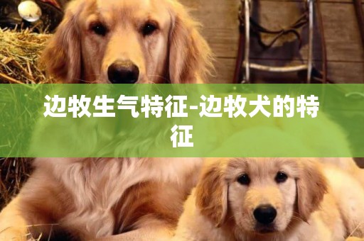 边牧生气特征-边牧犬的特征