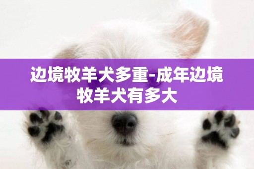 边境牧羊犬多重-成年边境牧羊犬有多大