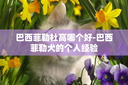 巴西菲勒杜高哪个好-巴西菲勒犬的个人经验