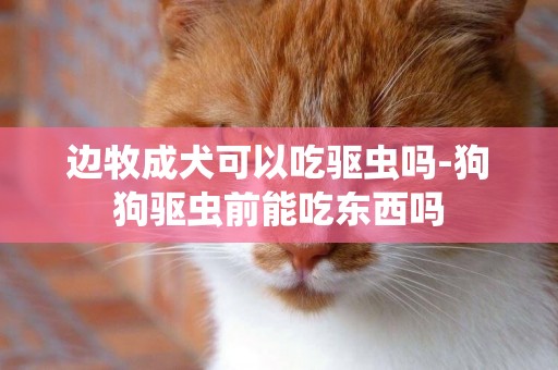 边牧成犬可以吃驱虫吗-狗狗驱虫前能吃东西吗