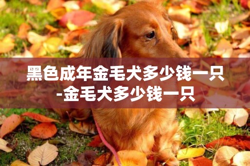 黑色成年金毛犬多少钱一只-金毛犬多少钱一只