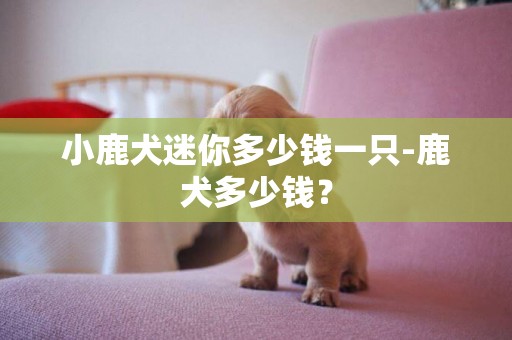 小鹿犬迷你多少钱一只-鹿犬多少钱？