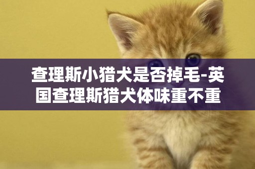 查理斯小猎犬是否掉毛-英国查理斯猎犬体味重不重