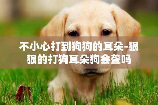 不小心打到狗狗的耳朵-狠狠的打狗耳朵狗会聋吗