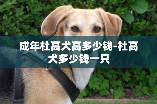 成年杜高犬高多少钱-杜高犬多少钱一只