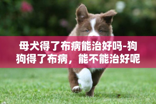 母犬得了布病能治好吗-狗狗得了布病，能不能治好呢？