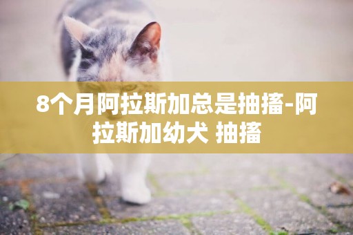 8个月阿拉斯加总是抽搐-阿拉斯加幼犬 抽搐