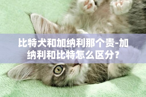 比特犬和加纳利那个贵-加纳利和比特怎么区分？