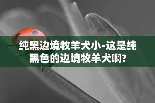 纯黑边境牧羊犬小-这是纯黑色的边境牧羊犬啊?