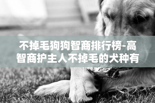 不掉毛狗狗智商排行榜-高智商护主人不掉毛的犬种有哪些种