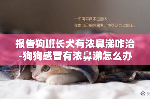 报告狗班长犬有浓鼻涕咋治-狗狗感冒有浓鼻涕怎么办