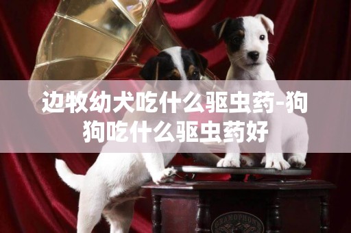 边牧幼犬吃什么驱虫药-狗狗吃什么驱虫药好