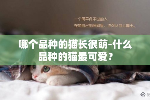 哪个品种的猫长很萌-什么品种的猫最可爱？