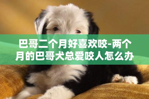 巴哥二个月好喜欢咬-两个月的巴哥犬总爱咬人怎么办