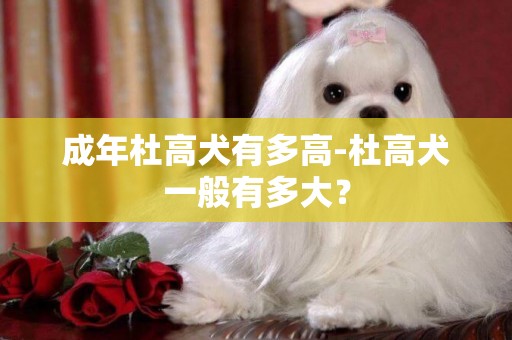 成年杜高犬有多高-杜高犬一般有多大？