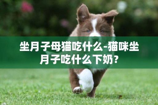 坐月子母猫吃什么-猫咪坐月子吃什么下奶？