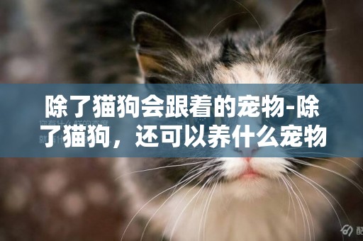 除了猫狗会跟着的宠物-除了猫狗，还可以养什么宠物