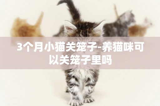 3个月小猫关笼子-养猫咪可以关笼子里吗