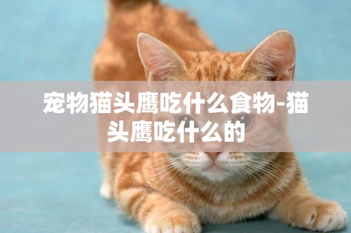 宠物猫头鹰吃什么食物-猫头鹰吃什么的