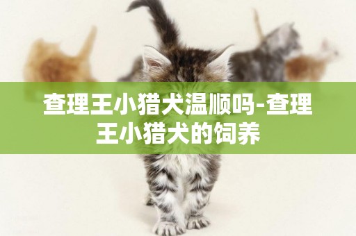 查理王小猎犬温顺吗-查理王小猎犬的饲养