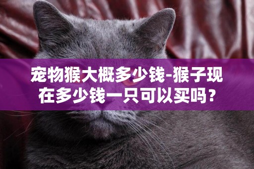 宠物猴大概多少钱-猴子现在多少钱一只可以买吗？