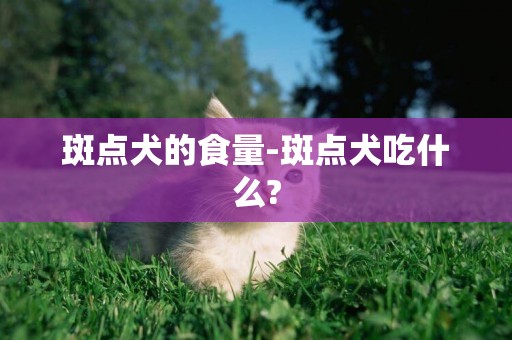 斑点犬的食量-斑点犬吃什么?