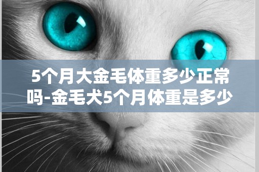 5个月大金毛体重多少正常吗-金毛犬5个月体重是多少?