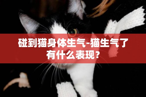 碰到猫身体生气-猫生气了有什么表现？