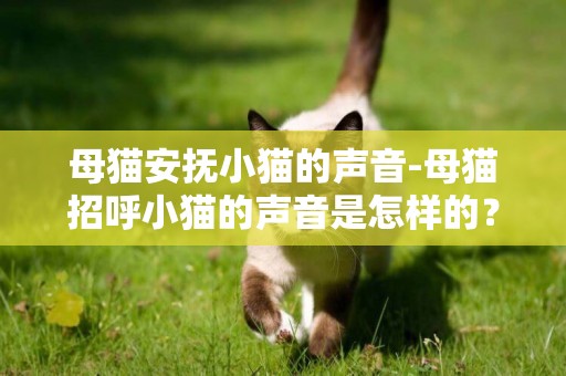 母猫安抚小猫的声音-母猫招呼小猫的声音是怎样的？