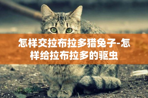 怎样交拉布拉多猎兔子-怎样给拉布拉多的驱虫