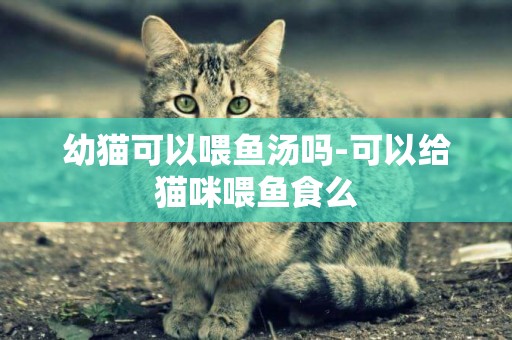 幼猫可以喂鱼汤吗-可以给猫咪喂鱼食么