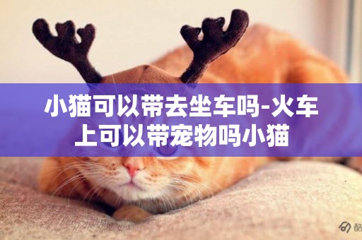 小猫可以带去坐车吗-火车上可以带宠物吗小猫