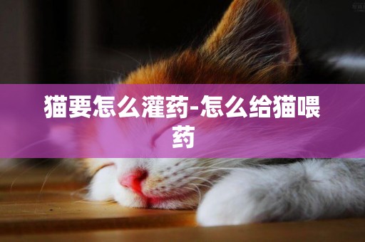 猫要怎么灌药-怎么给猫喂药