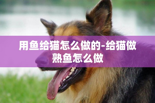 用鱼给猫怎么做的-给猫做熟鱼怎么做