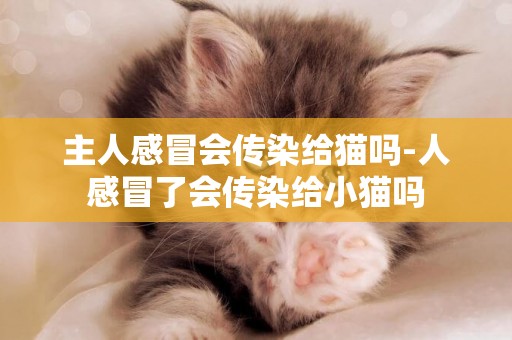 主人感冒会传染给猫吗-人感冒了会传染给小猫吗