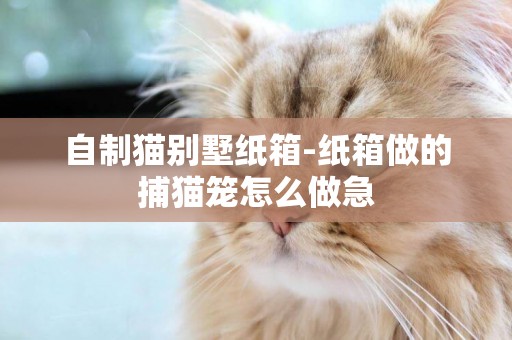 自制猫别墅纸箱-纸箱做的捕猫笼怎么做急