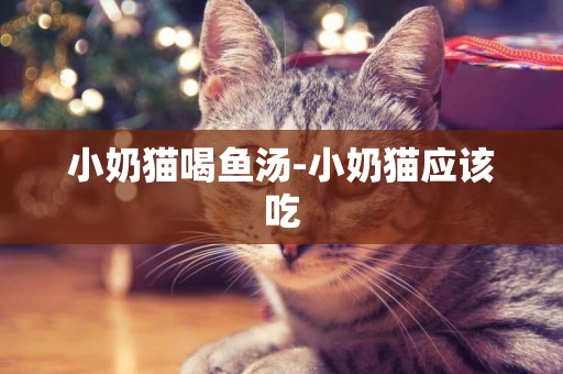 小奶猫喝鱼汤-小奶猫应该吃