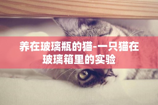 养在玻璃瓶的猫-一只猫在玻璃箱里的实验