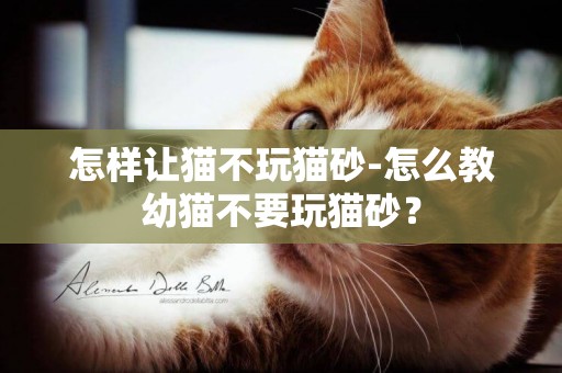 怎样让猫不玩猫砂-怎么教幼猫不要玩猫砂？