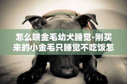 怎么哄金毛幼犬睡觉-刚买来的小金毛只睡觉不吃饭怎么办