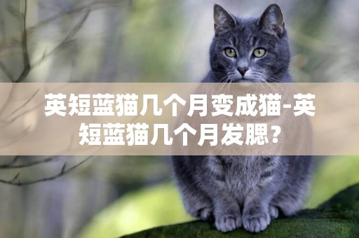 英短蓝猫几个月变成猫-英短蓝猫几个月发腮？