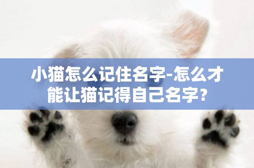 小猫怎么记住名字-怎么才能让猫记得自己名字？