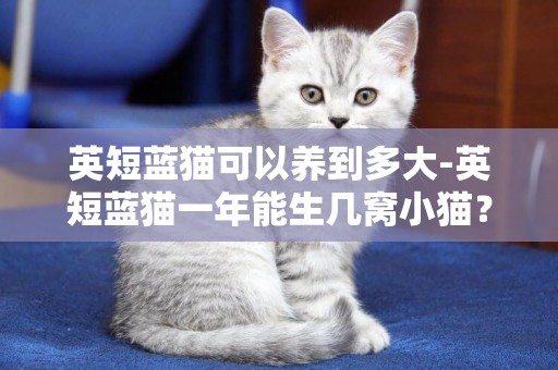 英短蓝猫可以养到多大-英短蓝猫一年能生几窝小猫？