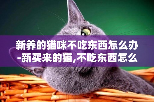 新养的猫咪不吃东西怎么办-新买来的猫,不吃东西怎么办?