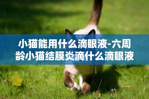 小猫能用什么滴眼液-六周龄小猫结膜炎滴什么滴眼液好？